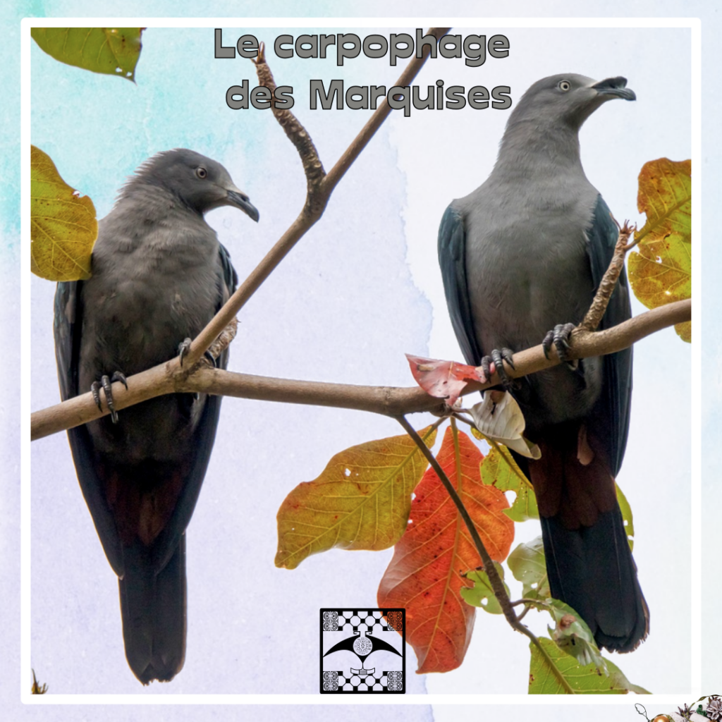 Pigeon carpophage des Marquises