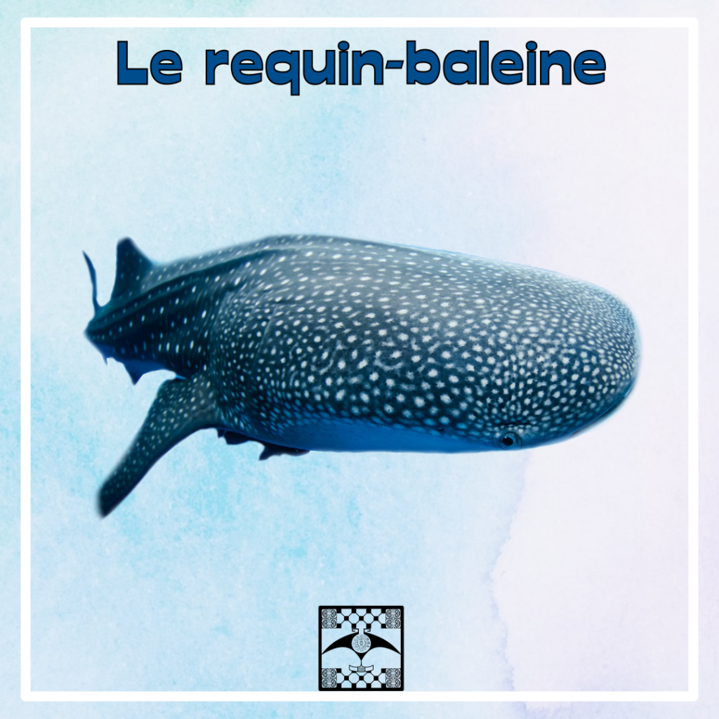 requin baleine polynésie varumotu yoan h padines